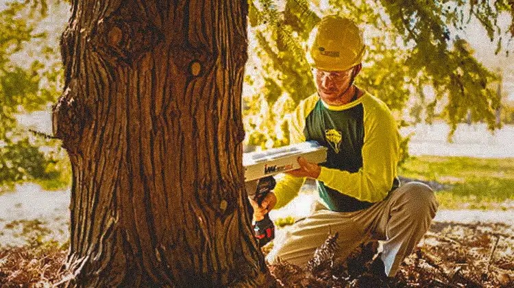 tree care, tree services
