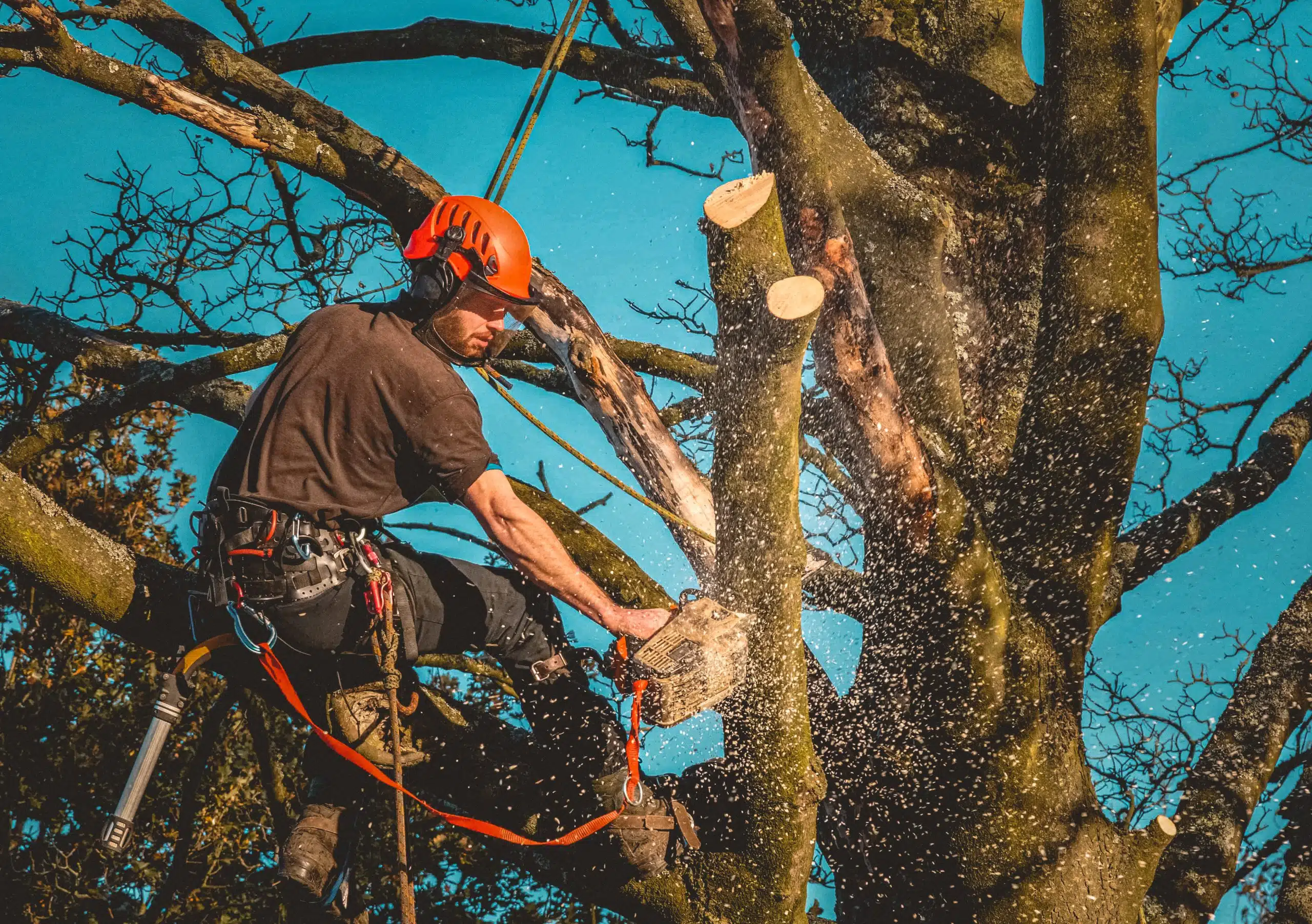 Tree Care and Landscaping